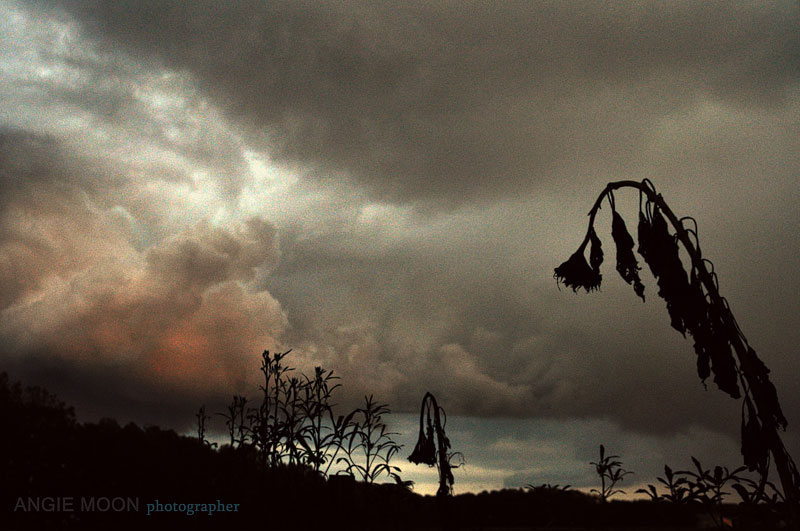 cloud-sunflower
