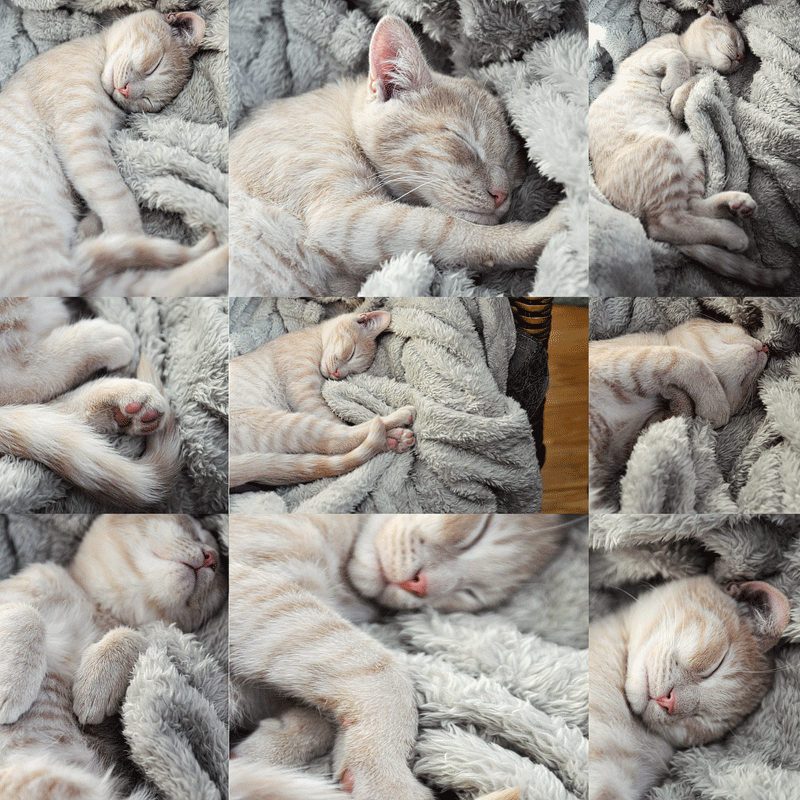 helmut-collage-2