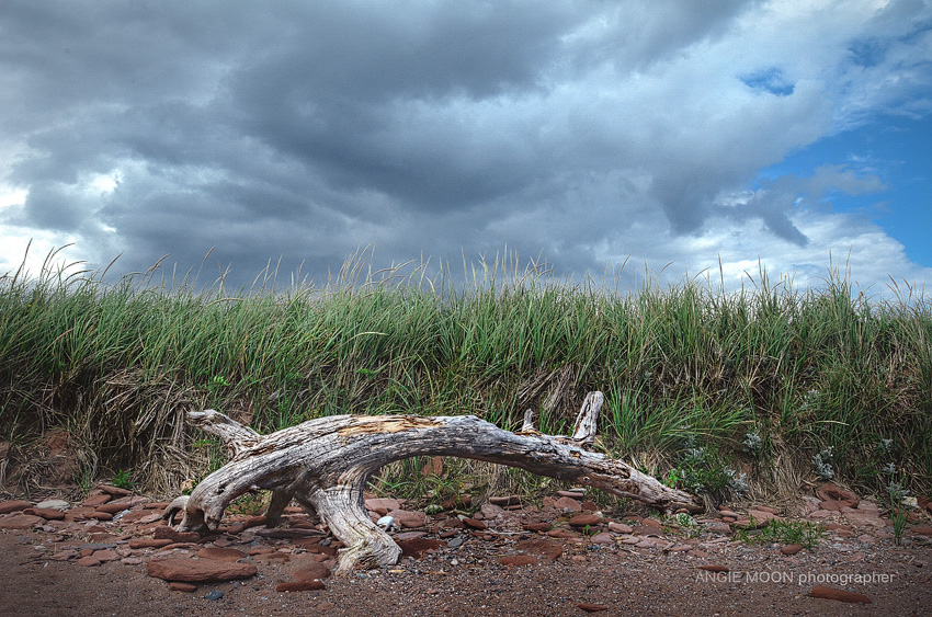 newfoundland driftwood-1f